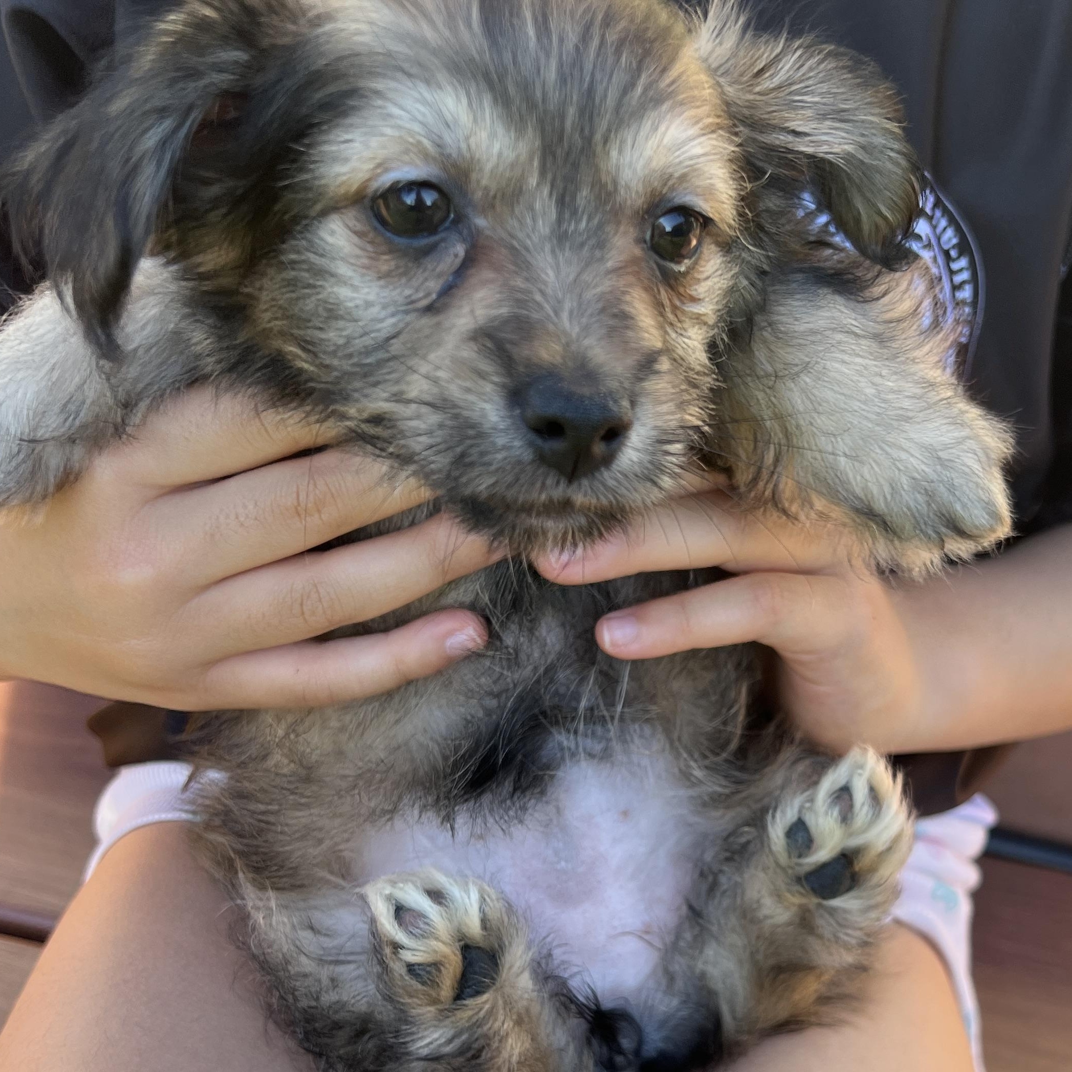 Enlarge Sesame, a Adoptable mixed breed in San Francisco, CA image 5/5