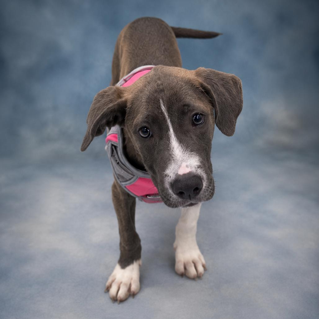 Buddha, Adoptable, Puppy Female Pit Bull Terrier & Labrador Retriever.