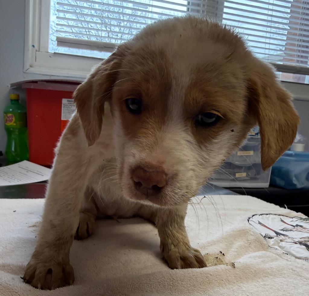 Gerica, Adoptable, Puppy Female Corgi & Shepherd.