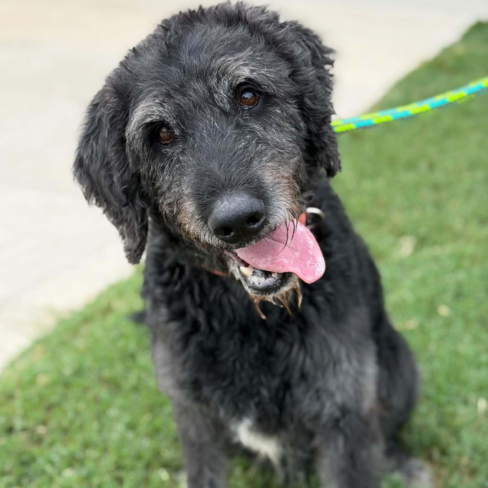 Enlarge 26-01244 BLU, a Adoptable mixed breed in Fredericksburg, VA image 1/3
