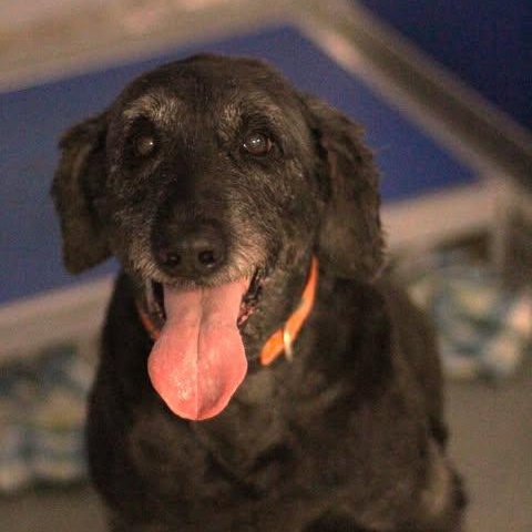 Enlarge 26-01244 BLU, an adoptable mixed breed in Fredericksburg, VA image 2/2
