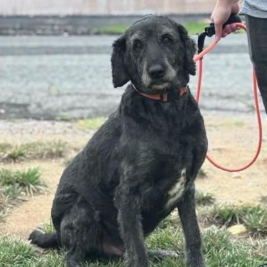 26-01244 BLU, adoptable, Adult Male Labradoodle.