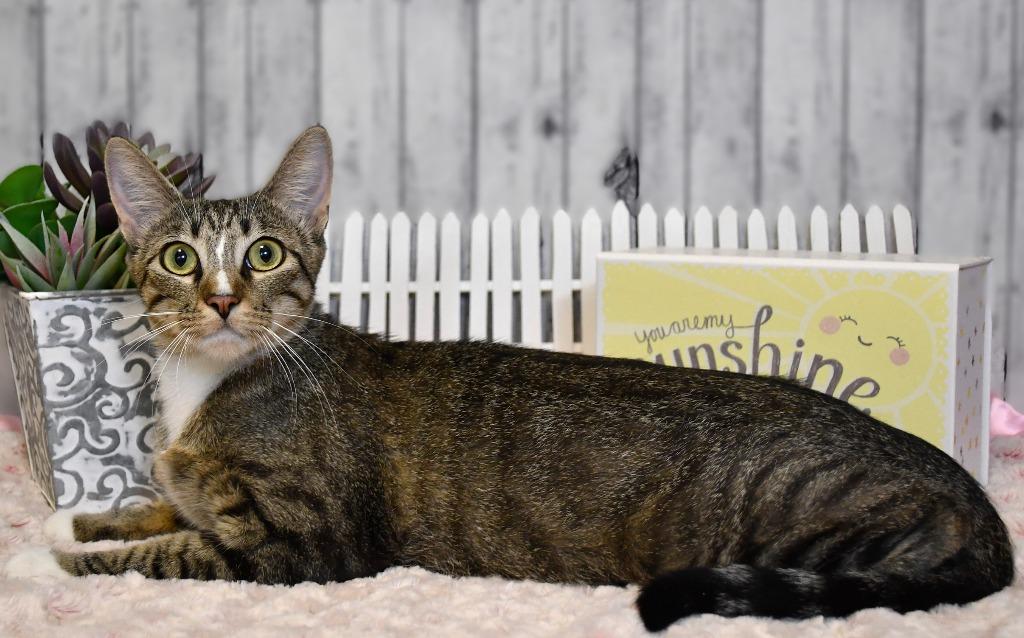 Corrine, Adoptable, Young Female Domestic Short Hair.