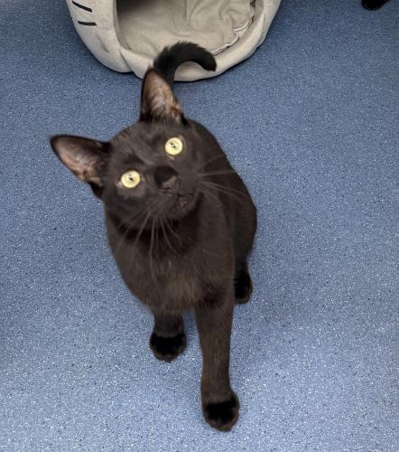 Mon Ami, Adoptable, Young Male Domestic Short Hair.