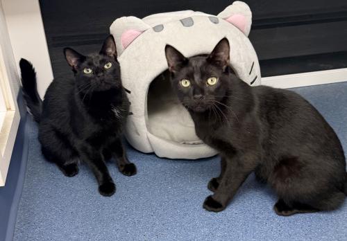 Enlarge Mon Ami, a Adoptable Domestic Short Hair in St. Johnsbury, VT image 2/3