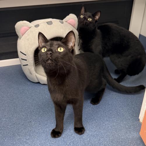 Enlarge Mon Ami, a Adoptable Domestic Short Hair in St. Johnsbury, VT image 3/3