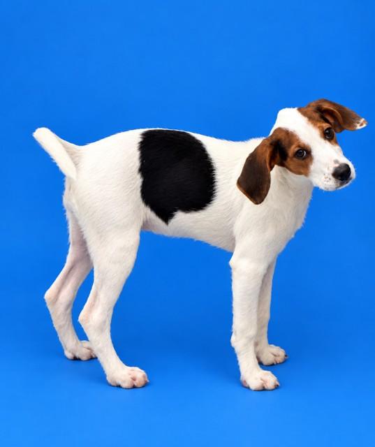 Enlarge JOLENE, a Adoptable mixed breed in Westminster, MD image 1/1