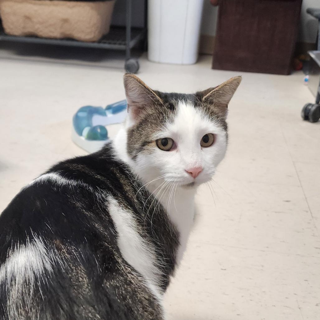 Enlarge Chuck, a Adoptable Domestic Short Hair in Muncie, IN image 1/1