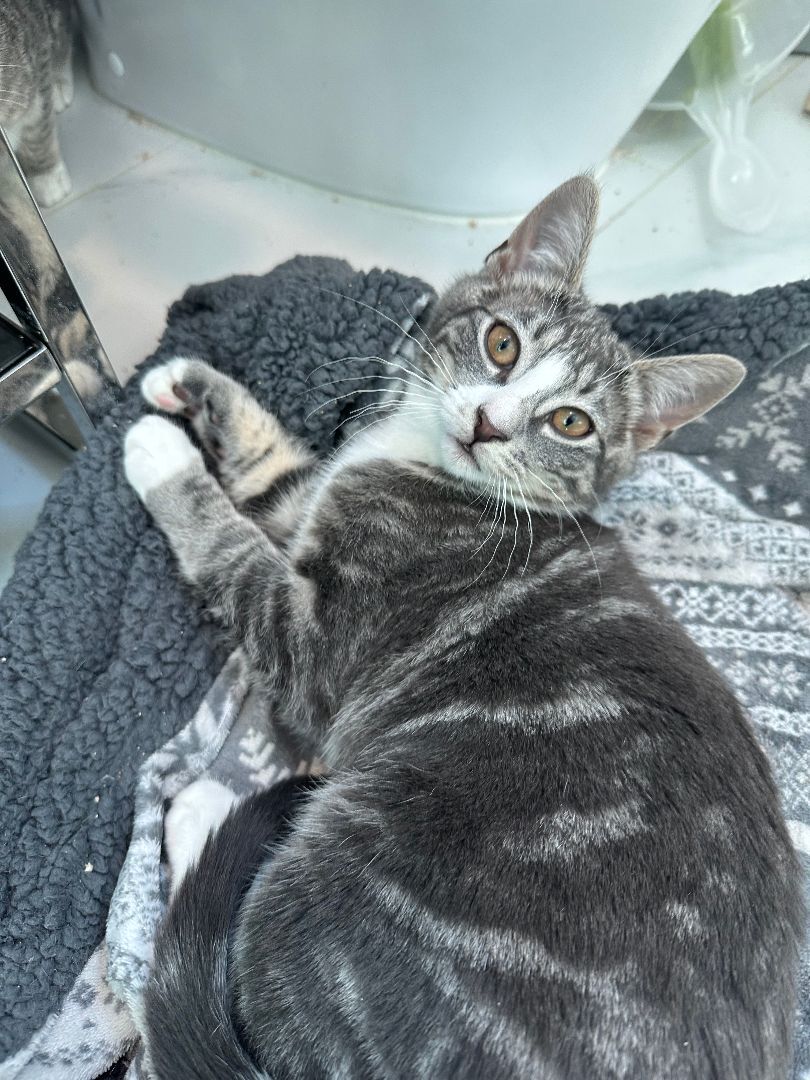 Enlarge Pablo, a Adopted Domestic Short Hair in Brooklyn, NY image 1/3