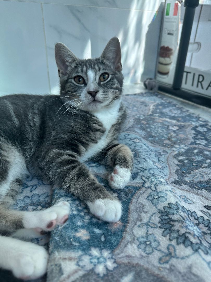 Enlarge Pablo, a Adopted Domestic Short Hair in Brooklyn, NY image 2/3