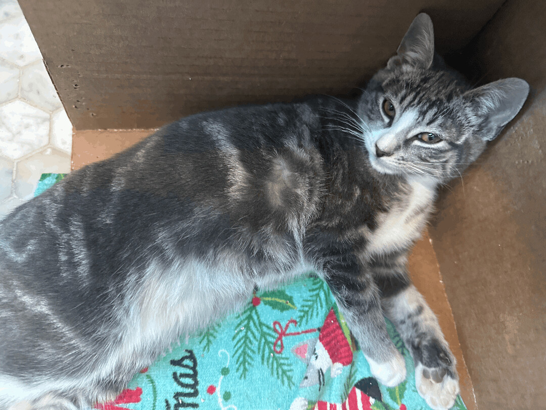 Enlarge Pablo, a Adopted Domestic Short Hair in Brooklyn, NY image 3/3