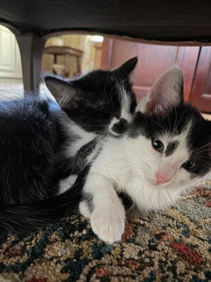 Waldo, Adoptable, Kitten Male Domestic Short Hair & Domestic Short Hair.