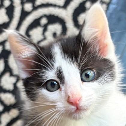 Waldo, a Adoptable mixed breed in Pleasanton, CA image 3/3