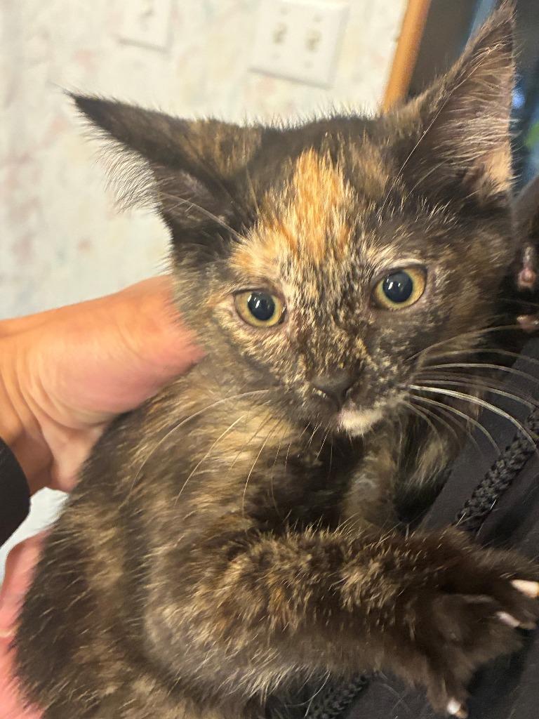 Carly, Adoptable, Kitten Female Domestic Short Hair.