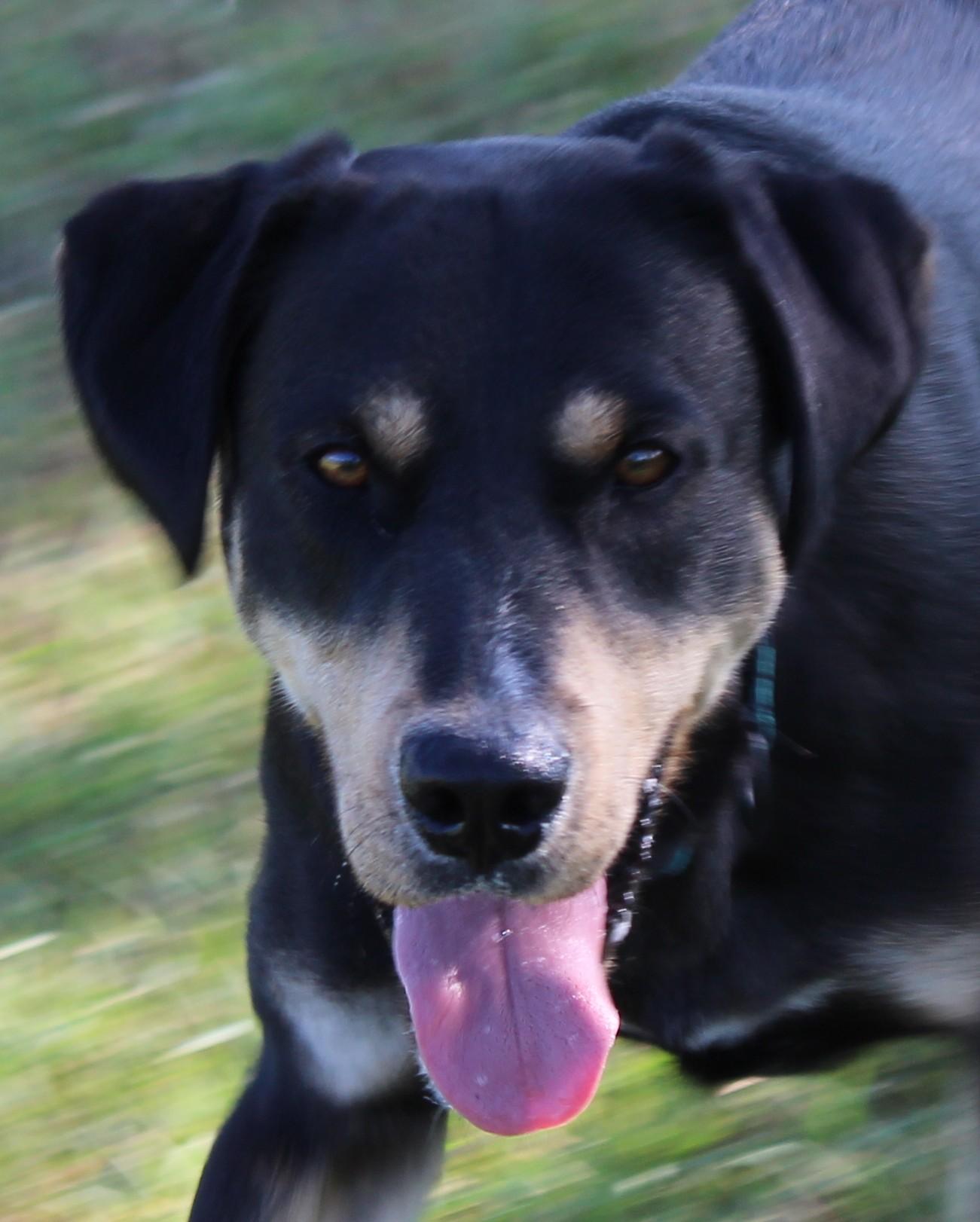 Burger, an adoptable Black Labrador Retriever, German Shepherd Dog in Huron, SD, 57350 | Photo Image 4