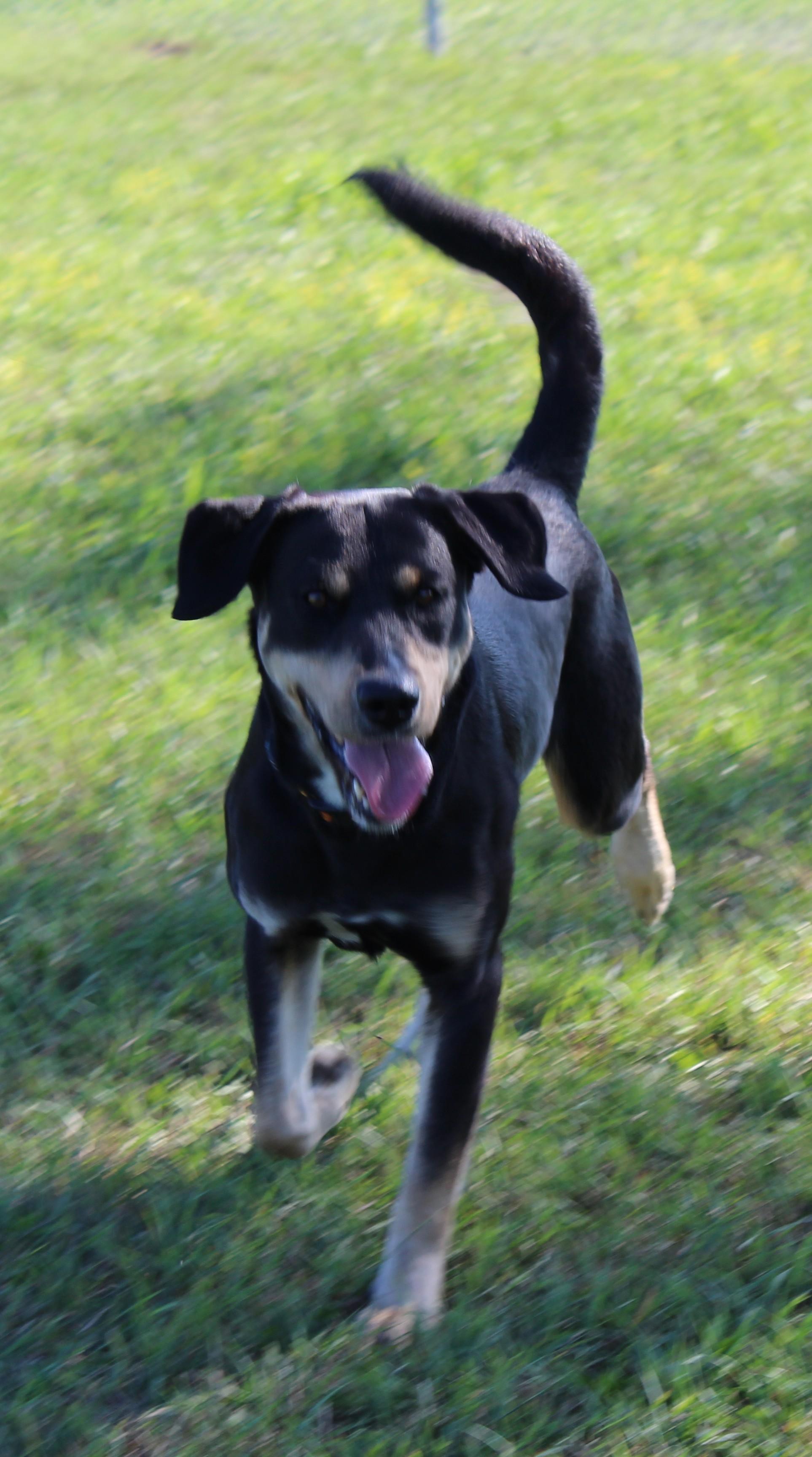 Burger, an adoptable Black Labrador Retriever, German Shepherd Dog in Huron, SD, 57350 | Photo Image 5