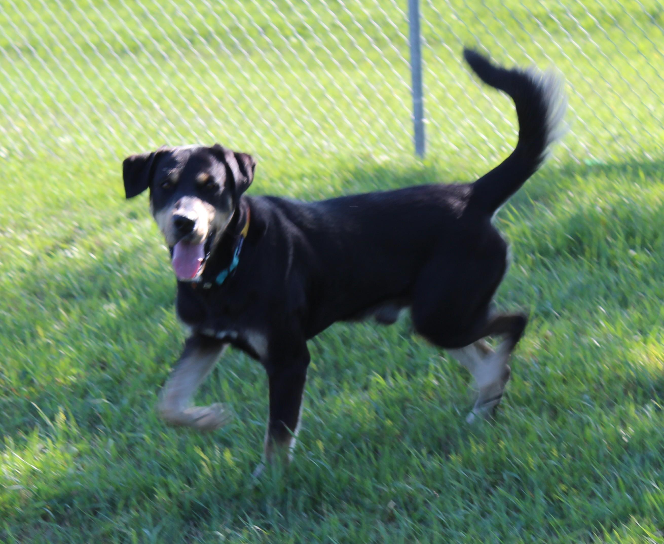 Burger, an adoptable Black Labrador Retriever, German Shepherd Dog in Huron, SD, 57350 | Photo Image 2
