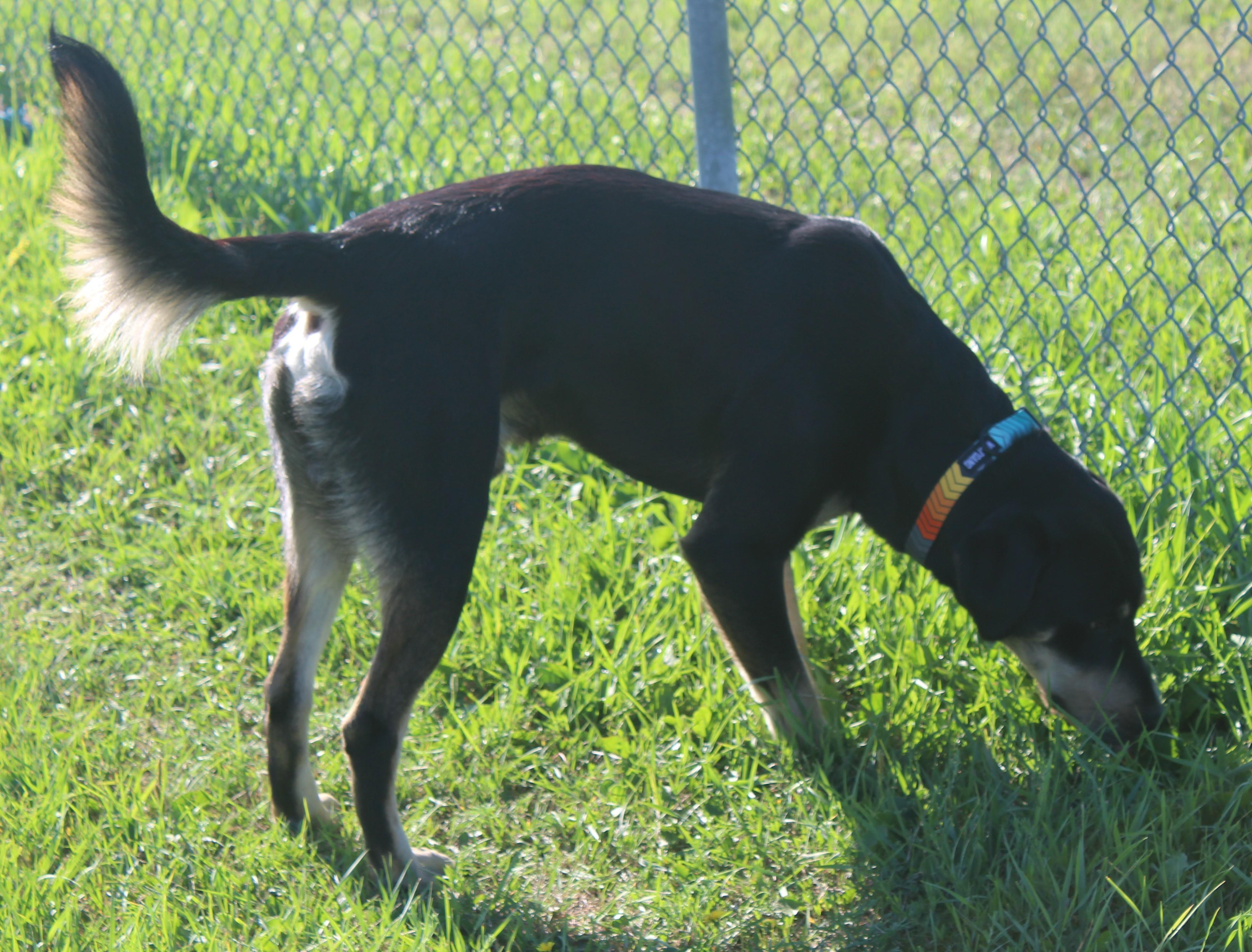 Burger, an adoptable Black Labrador Retriever, German Shepherd Dog in Huron, SD, 57350 | Photo Image 3