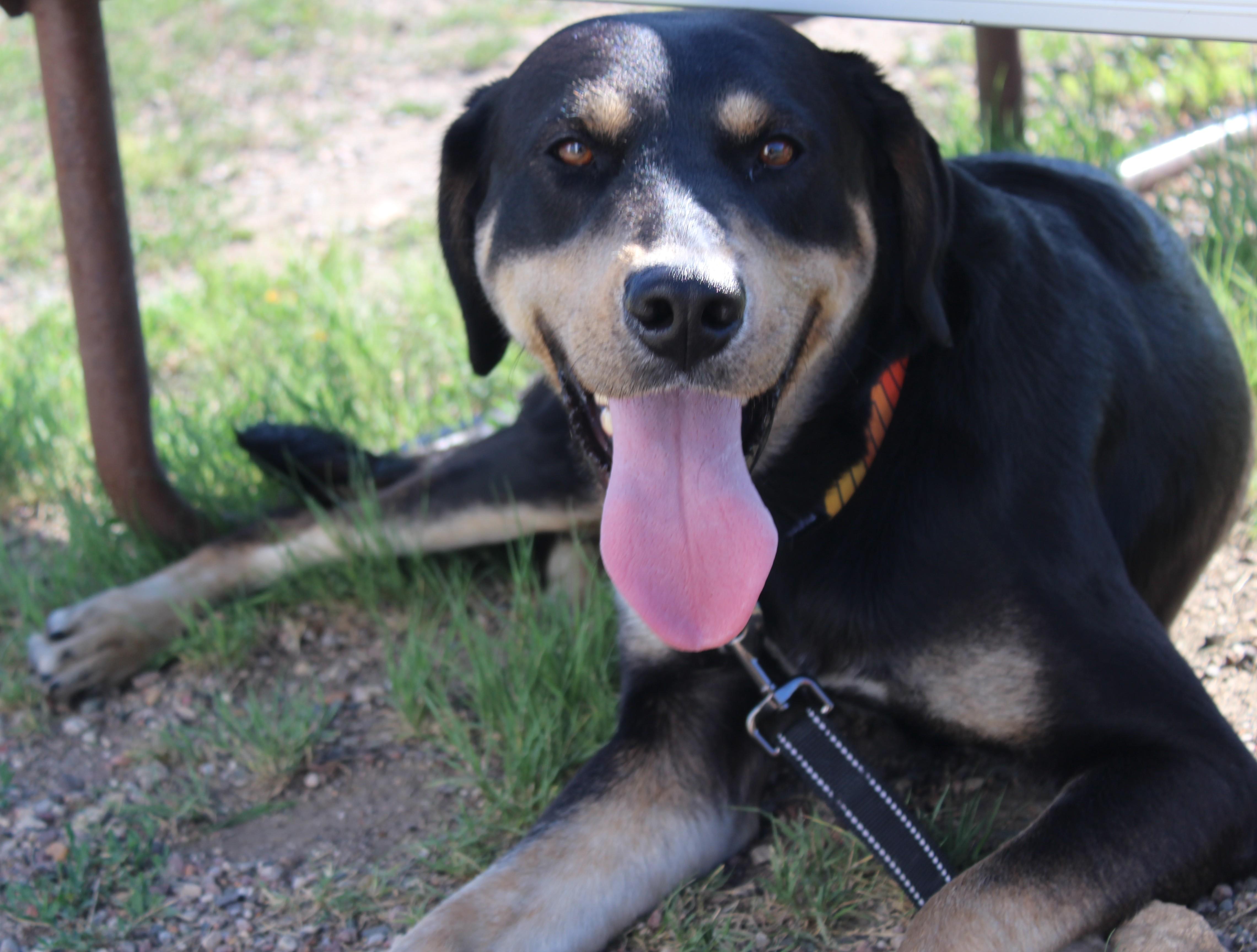 Burger, an adoptable Black Labrador Retriever, German Shepherd Dog in Huron, SD, 57350 | Photo Image 1