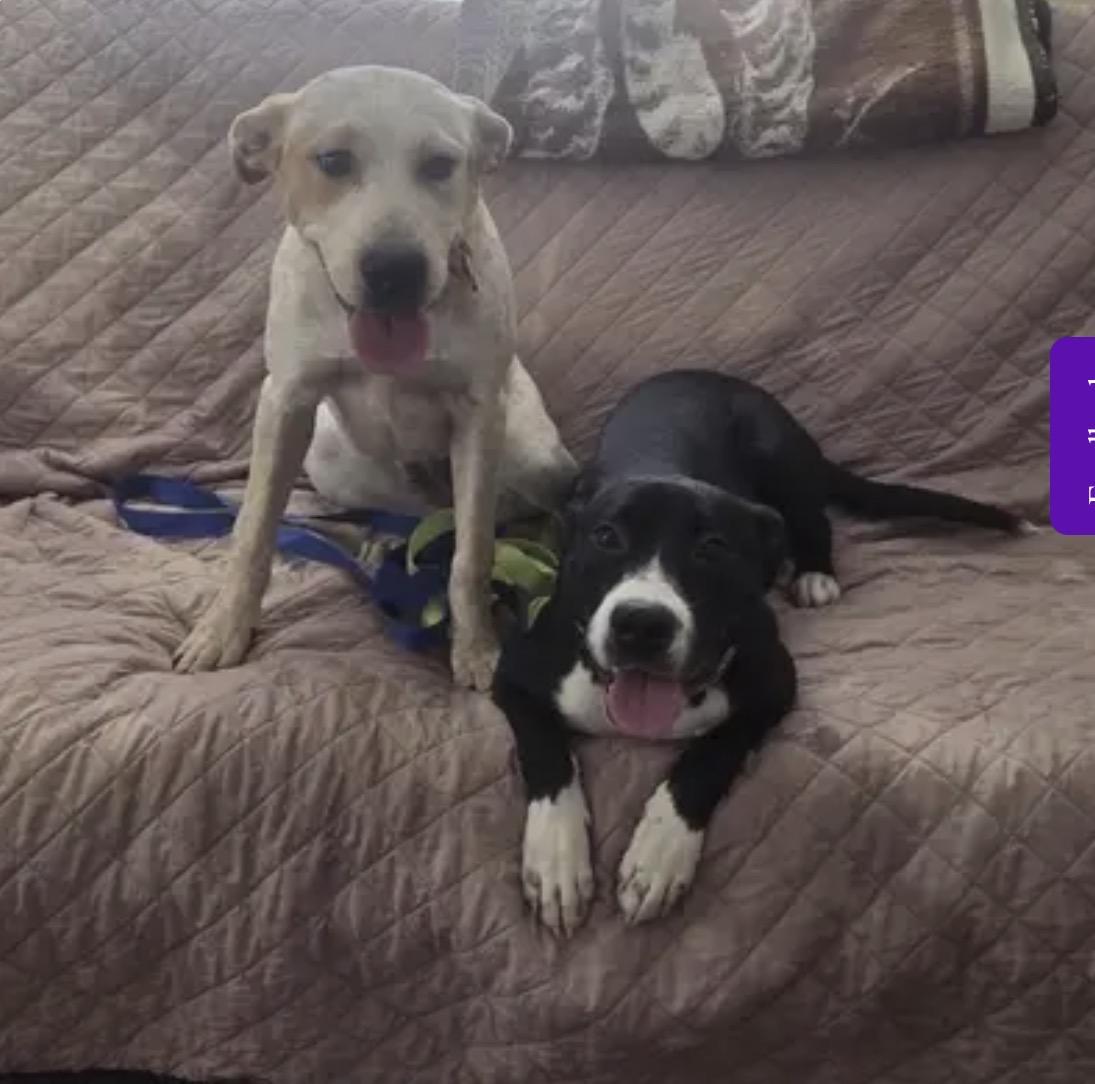 Cayenne, a ADOPTABLE mixed breed in Neenach, CA image 5/5