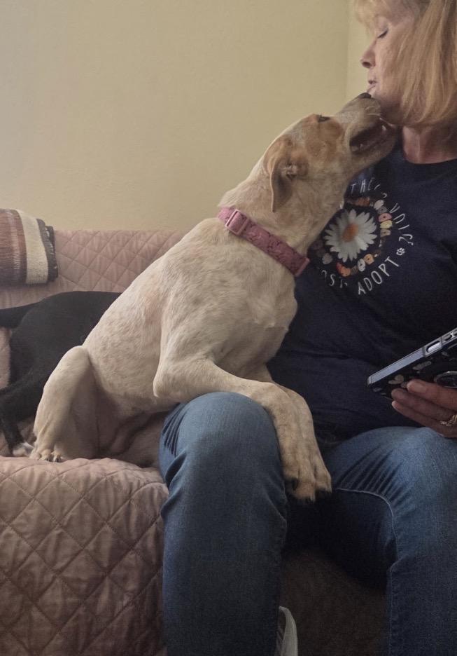 Cayenne, a ADOPTABLE mixed breed in Neenach, CA image 4/5