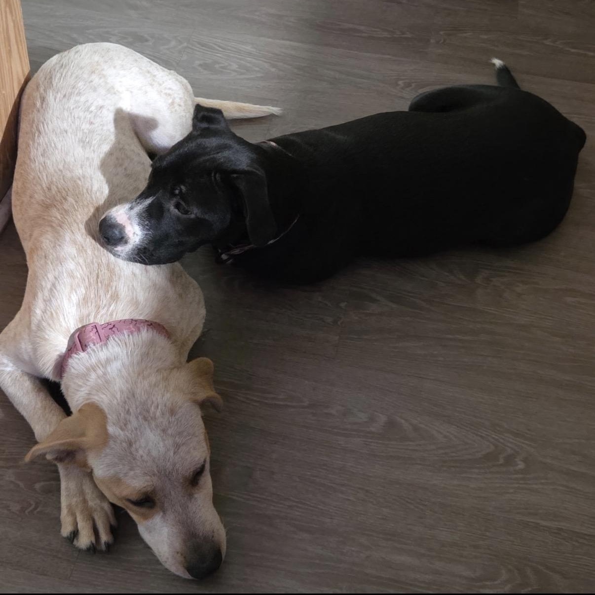 Enlarge Cayenne, a ADOPTABLE mixed breed in Tarzana, CA image 5/5