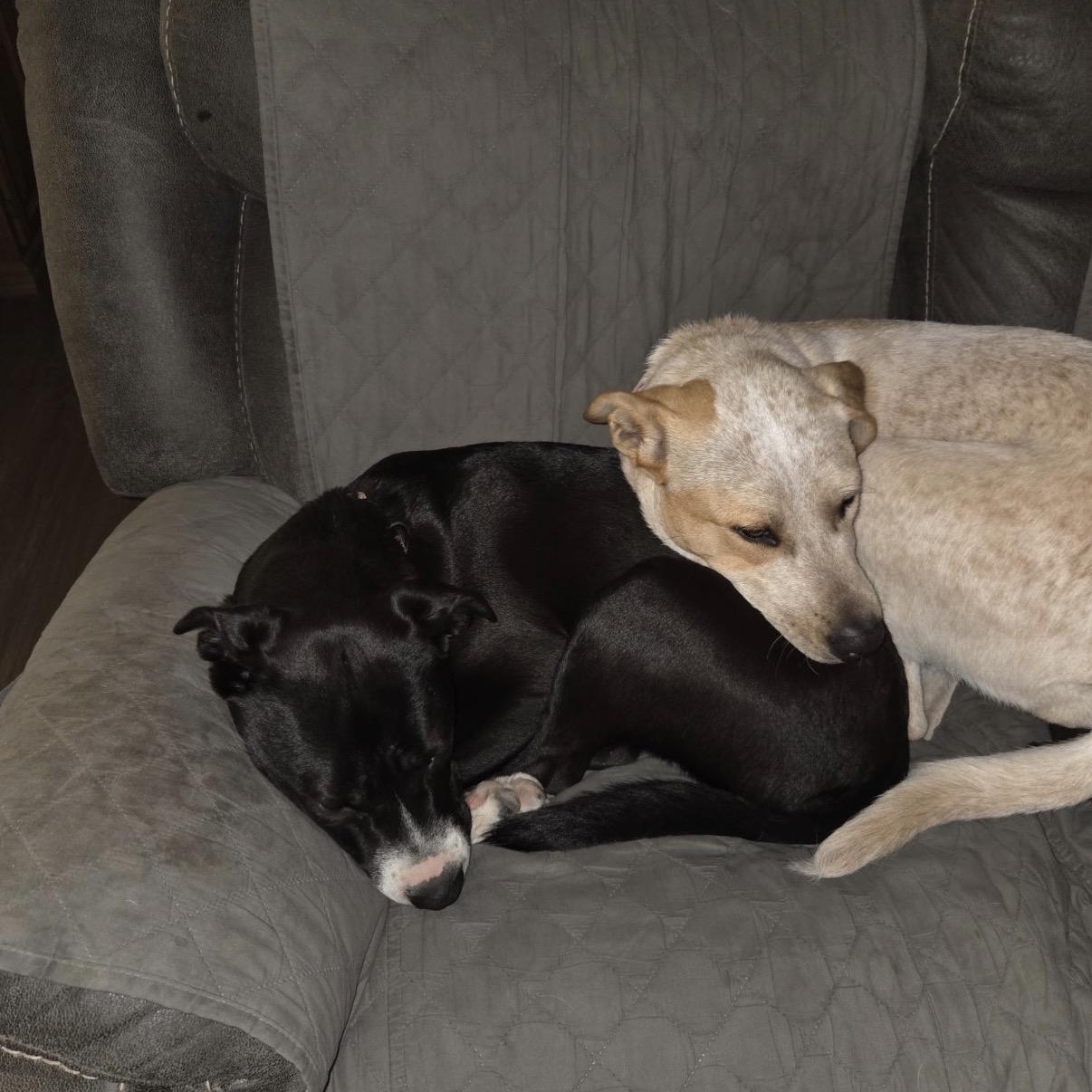 Enlarge Cayenne, a ADOPTABLE mixed breed in Tarzana, CA image 4/5