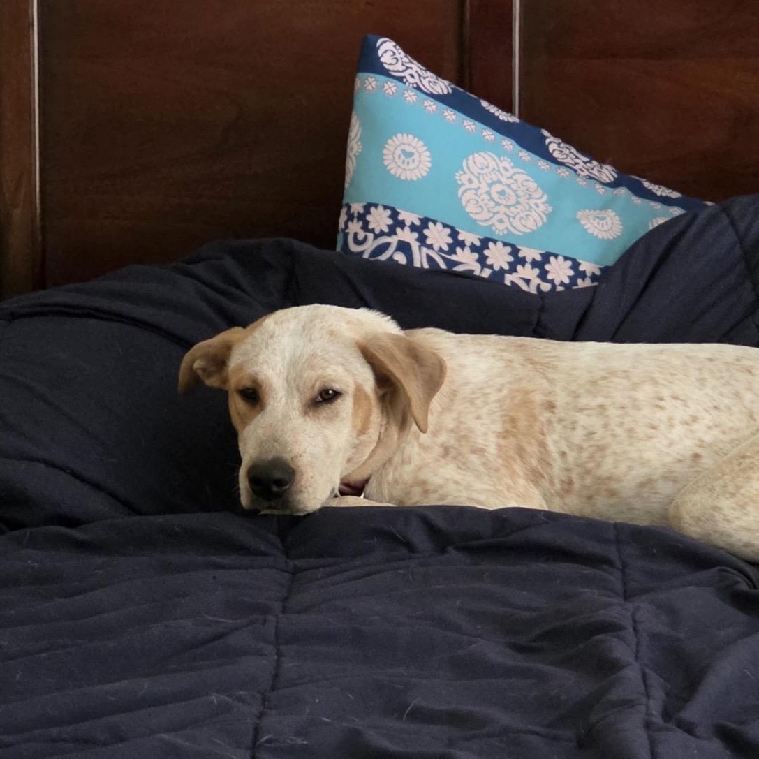 Cayenne, ADOPTABLE, Young Female Cattle Dog.