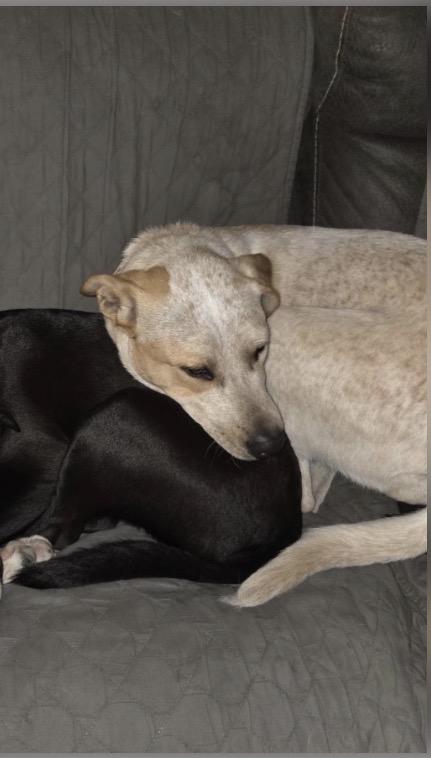 Cayenne, a ADOPTABLE mixed breed in Neenach, CA image 3/5