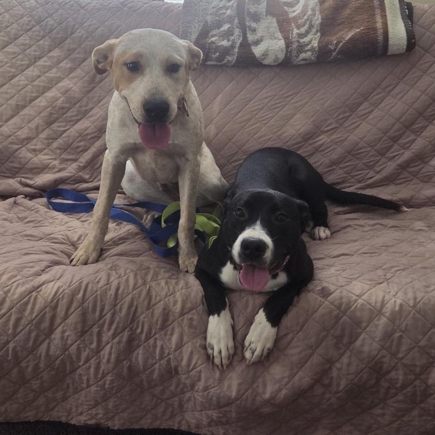 Enlarge Cayenne, a ADOPTABLE mixed breed in Tarzana, CA image 1/5