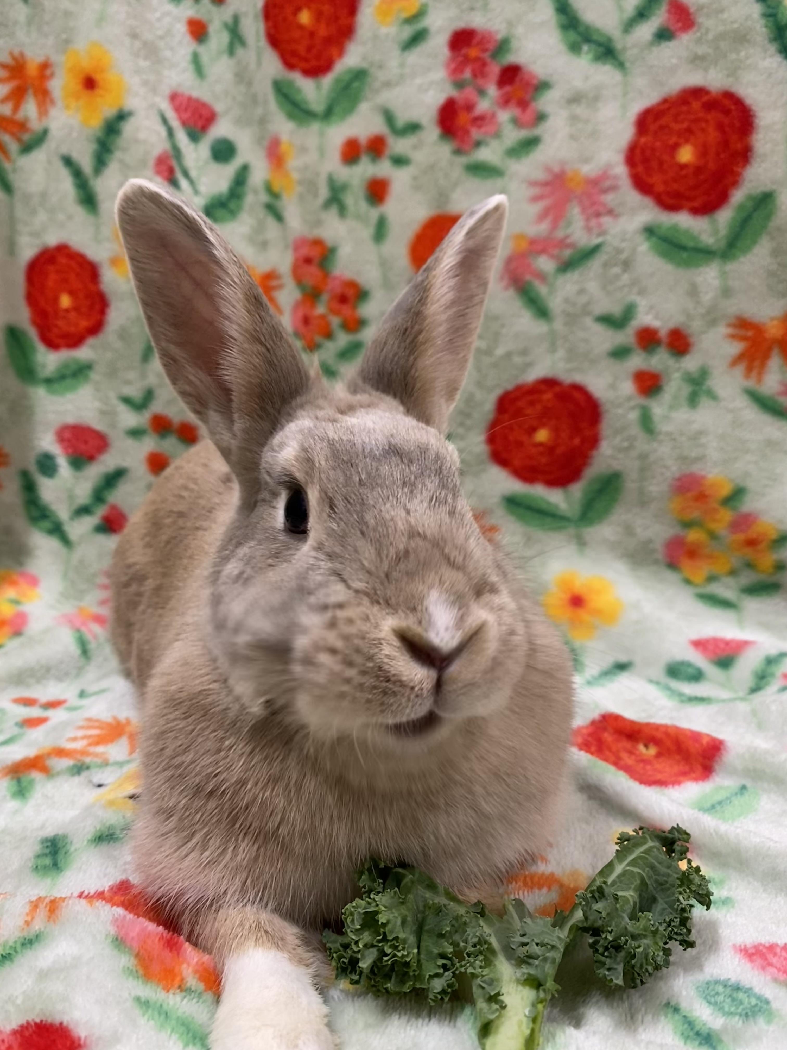 Cinnamon Toast, a ADOPTABLE mixed breed in Livermore, CA image 3/5