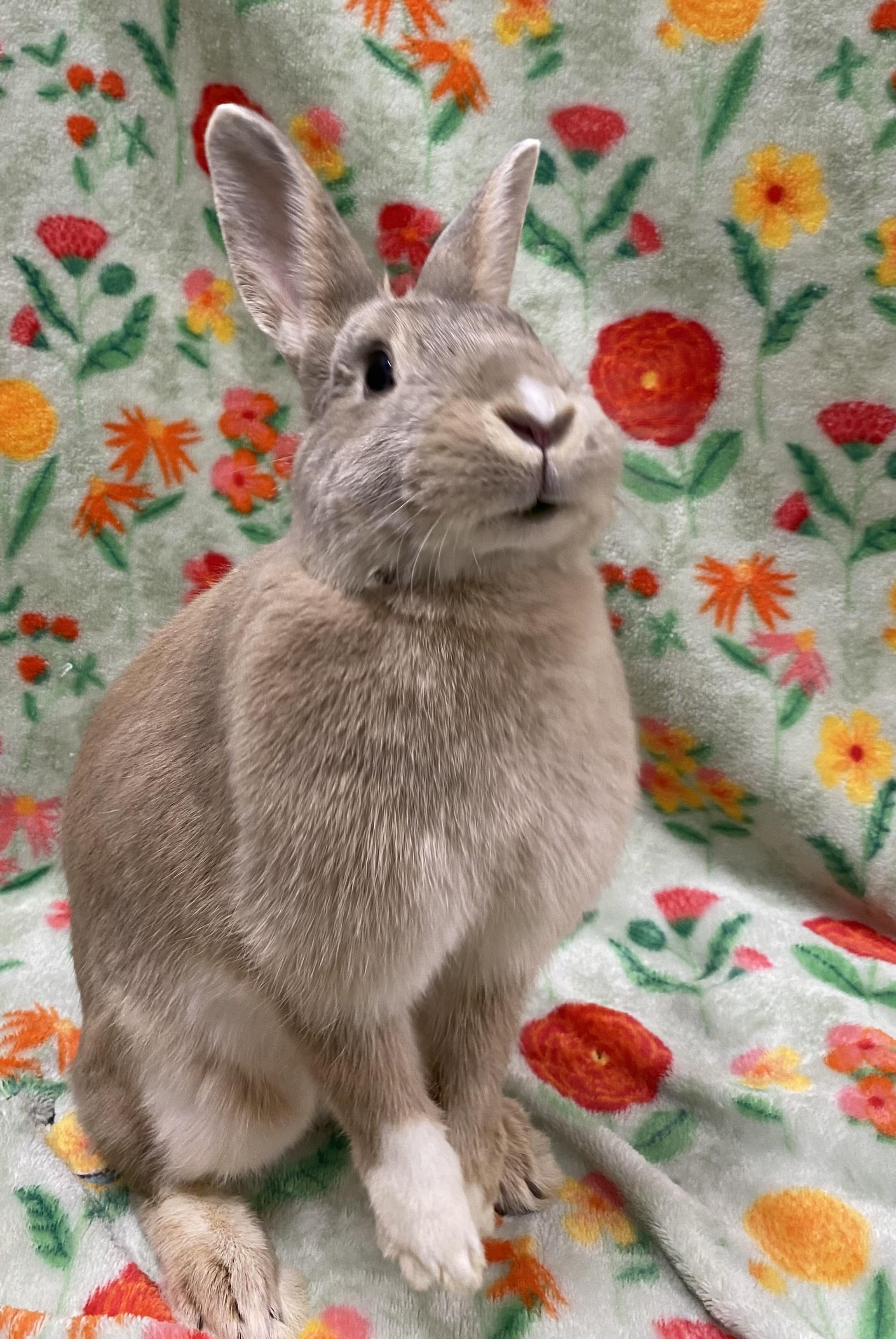 Cinnamon Toast, a ADOPTABLE mixed breed in Livermore, CA image 4/5