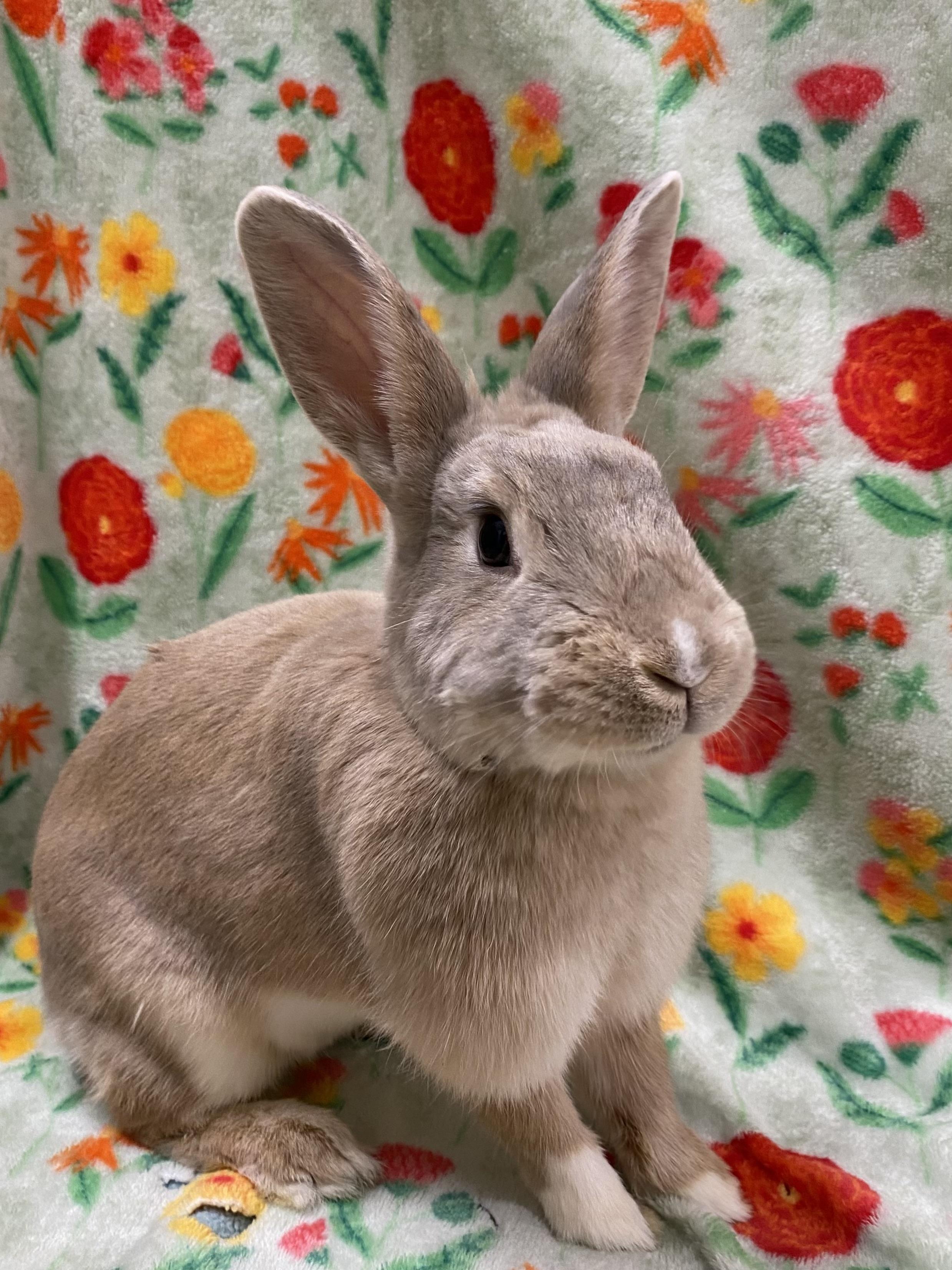 Cinnamon Toast, a ADOPTABLE mixed breed in Livermore, CA image 1/5