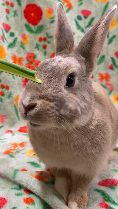 Enlarge Cinnamon Toast, a ADOPTABLE mixed breed in Livermore, CA video 5/5