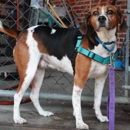 Cashew, Adoptable, Adult Female Hound & Mixed Breed.