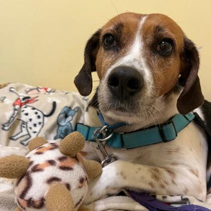 Enlarge Cashew, a Adoptable mixed breed in Richmond, VA image 2/2