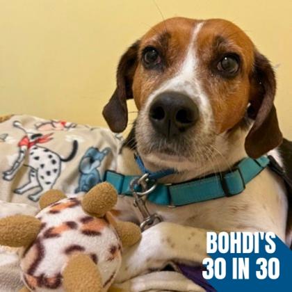 Cashew, a Adoptable mixed breed in Richmond, VA image 2/2
