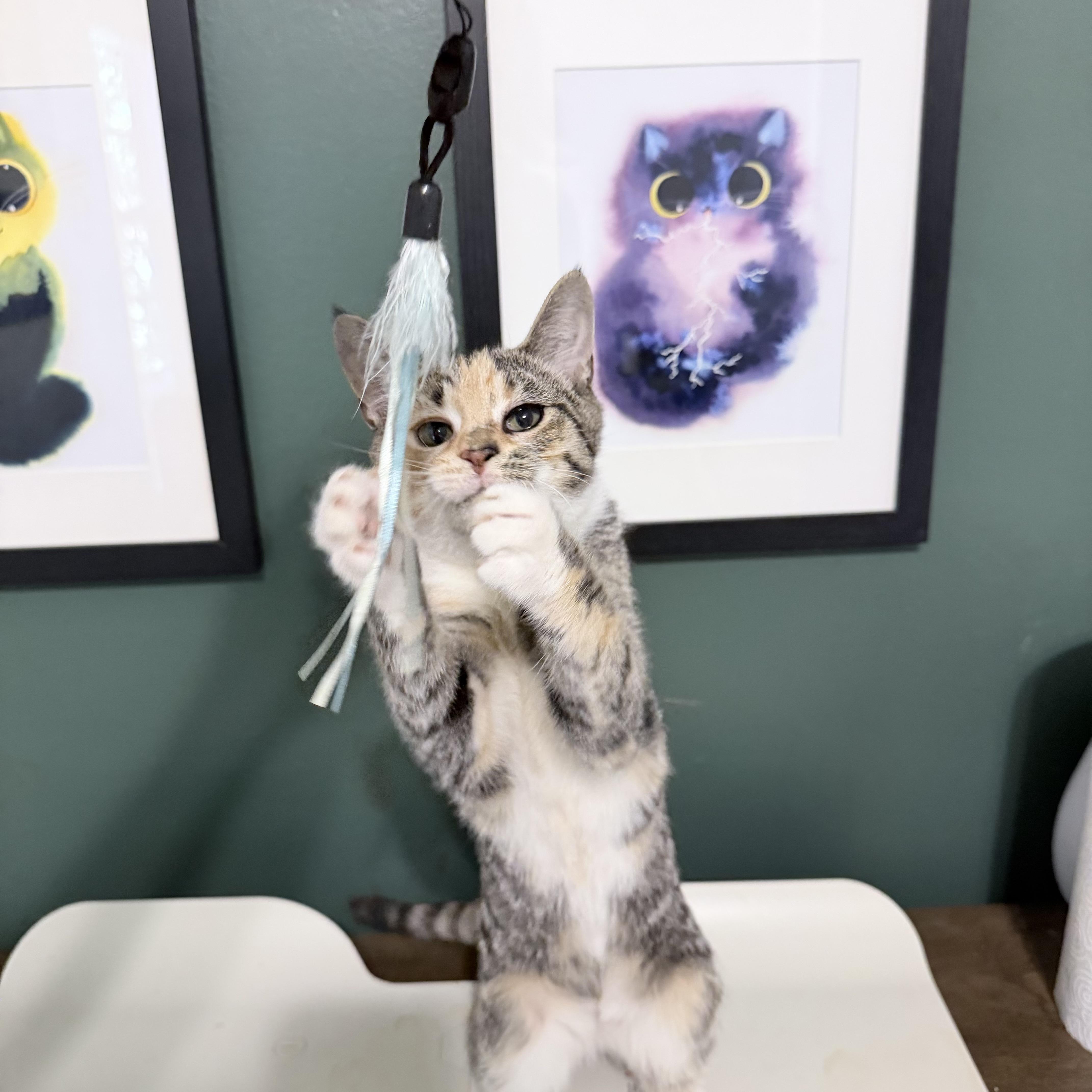 Enlarge Balrog, a Adoptable Domestic Short Hair in Seneca, SC image 3/6