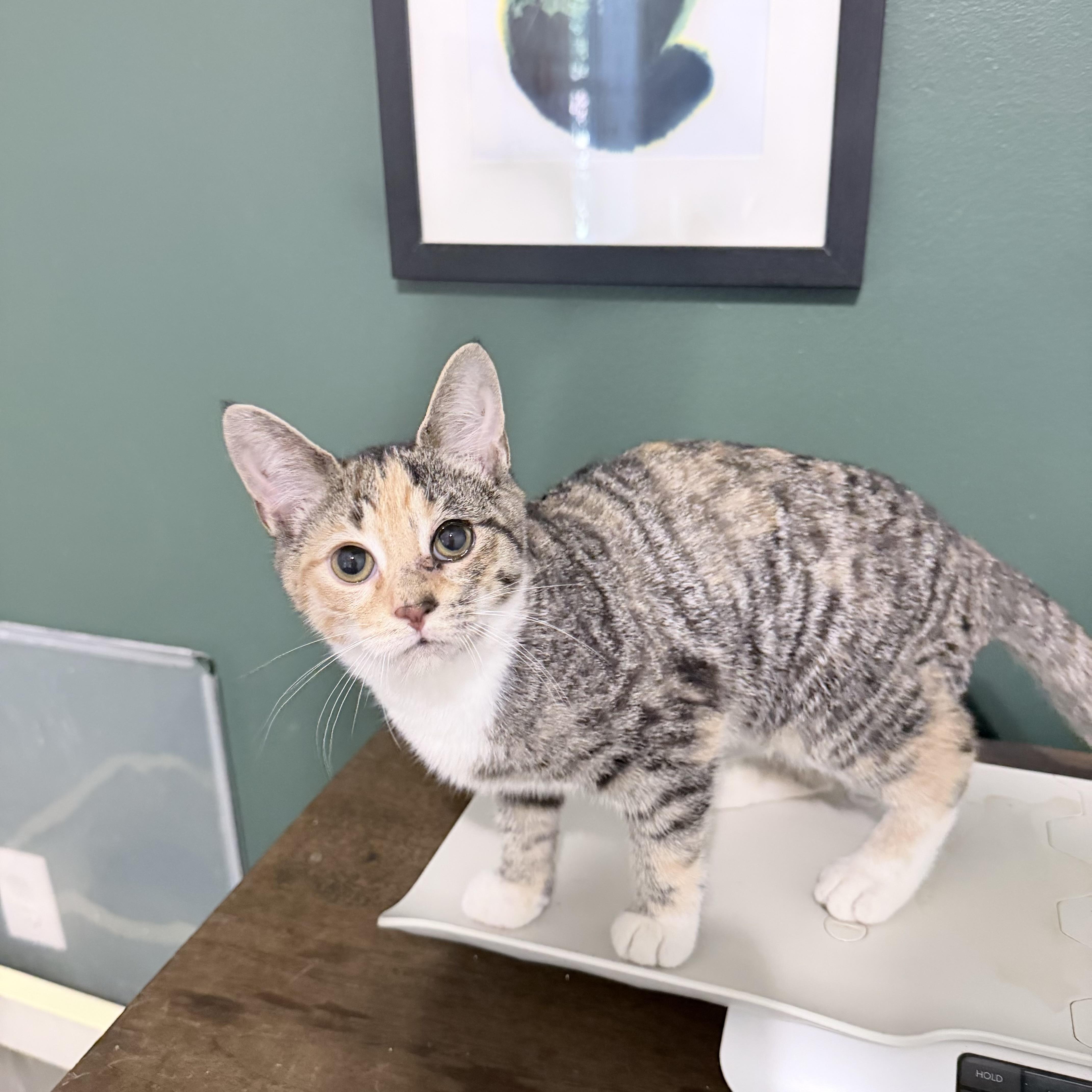 Balrog, Adoptable, Kitten Female Domestic Short Hair.