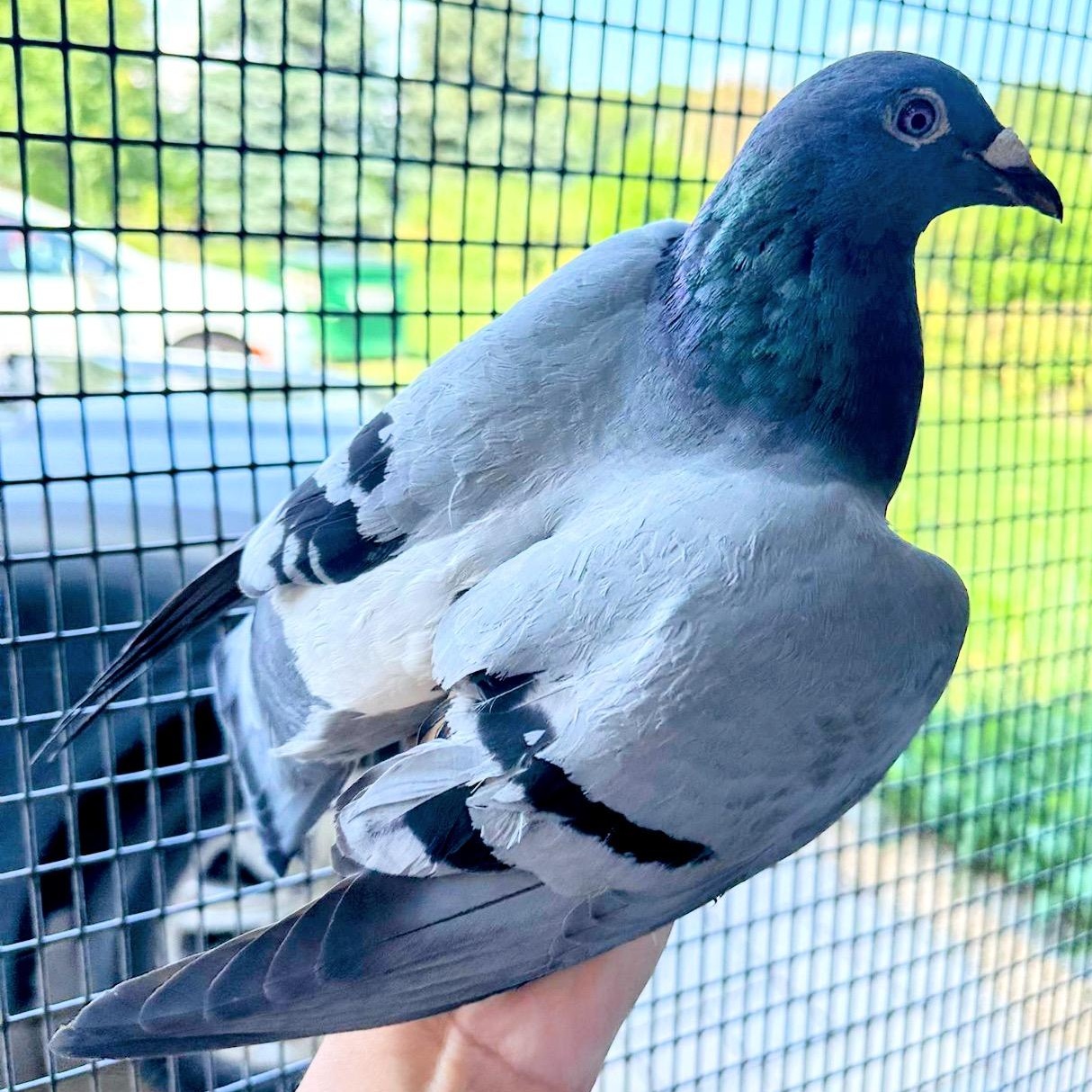 Enlarge Holly, a Adoptable Pigeon in Chicago, IL image 2/3