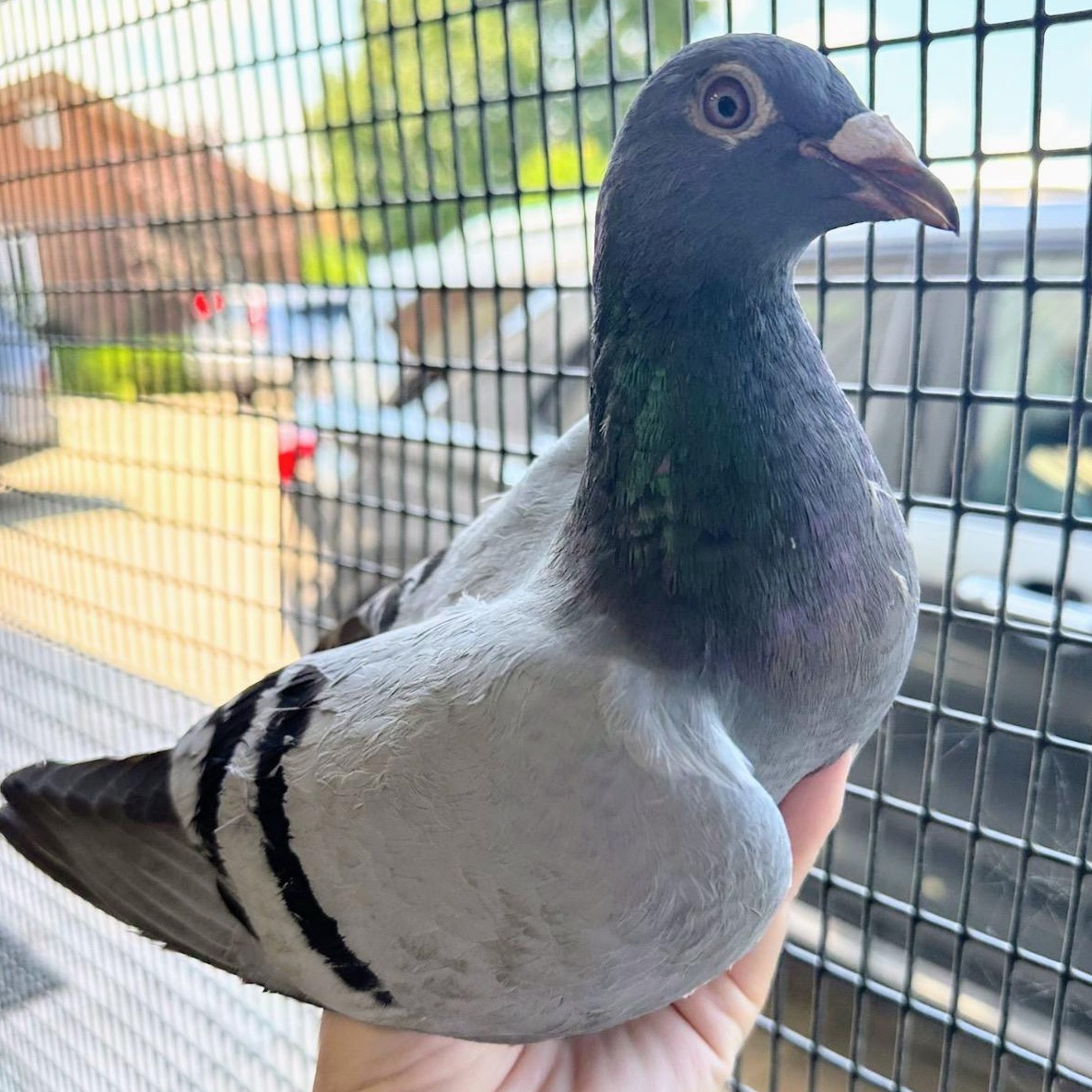Holly, Adoptable, Adult Unknown Pigeon.