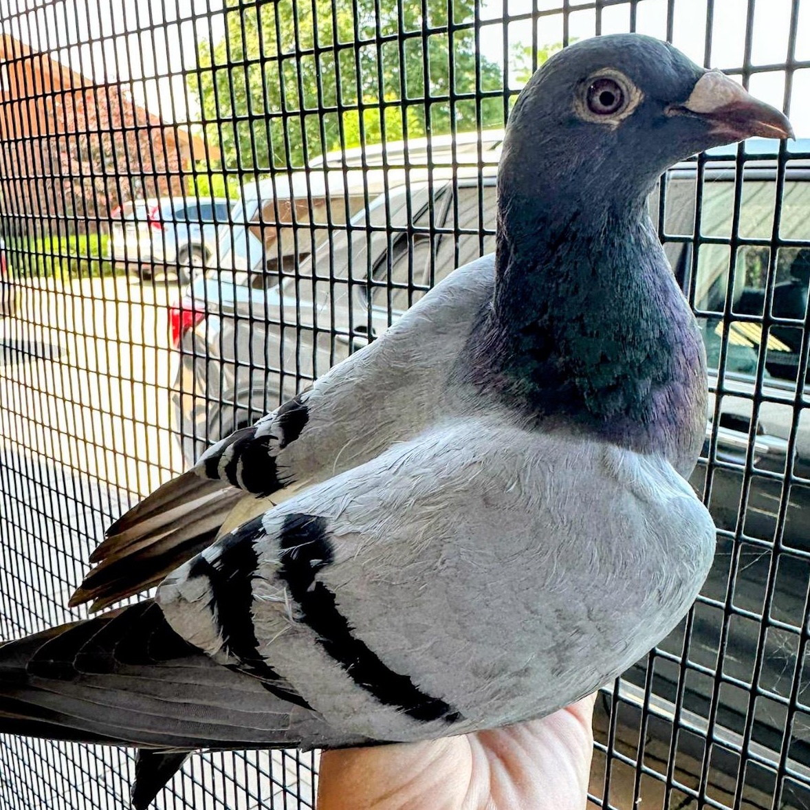Enlarge Holly, a Adoptable Pigeon in Chicago, IL image 3/3