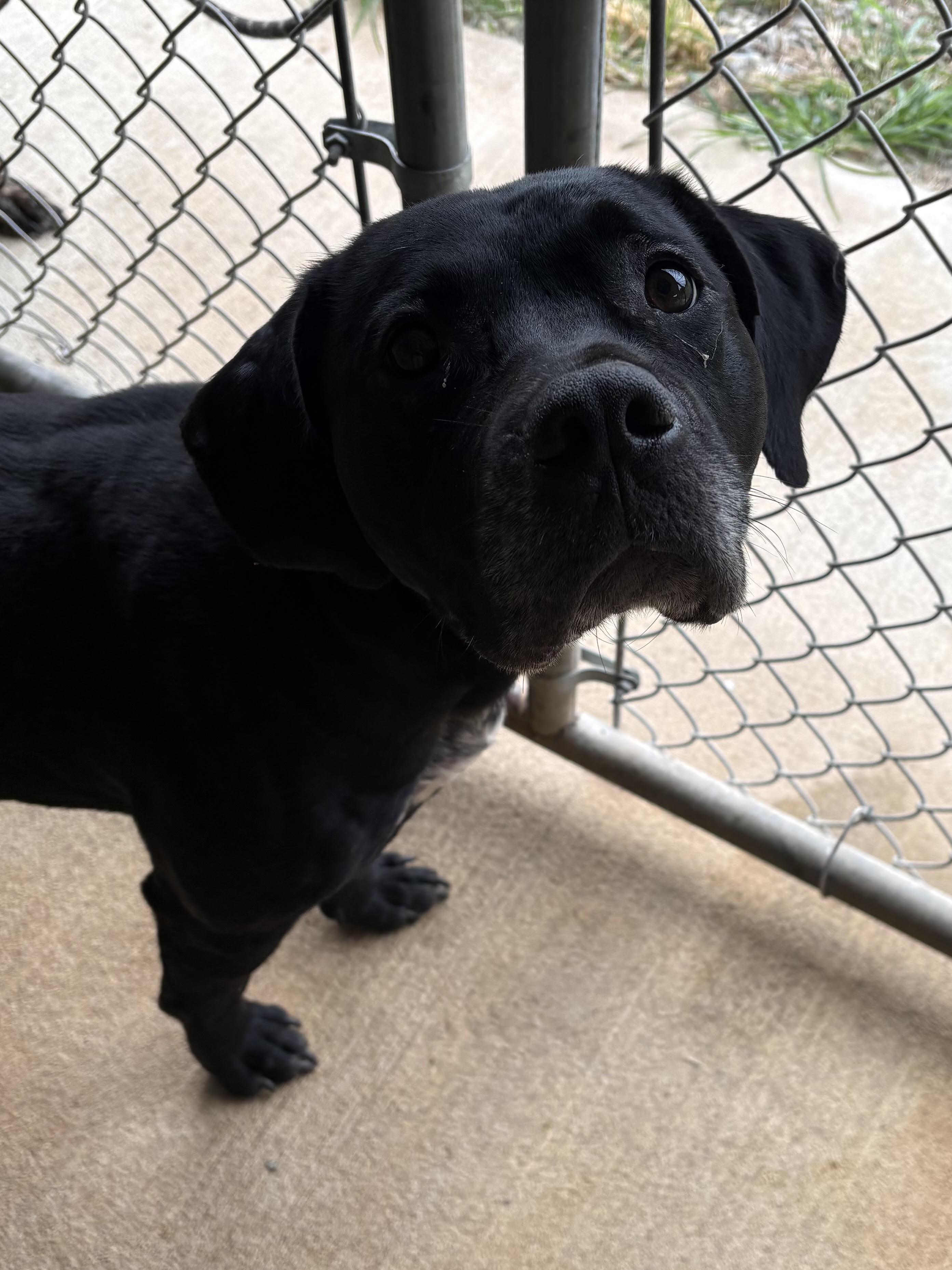 Enlarge Brutus, a Adoptable mixed breed in Monticello, GA image 2/2