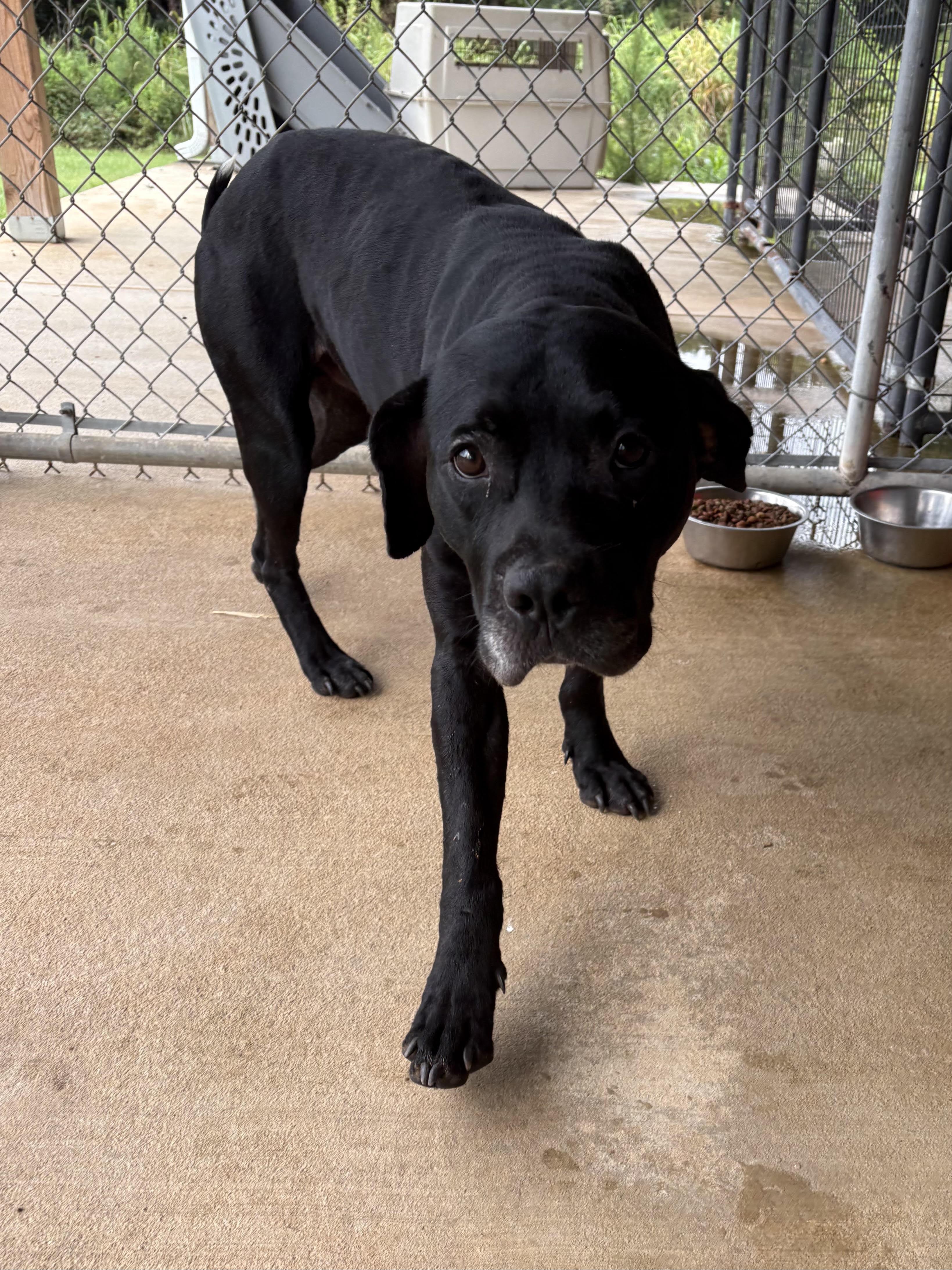 Brutus, Adoptable, Adult Male Black Labrador Retriever & Hound.