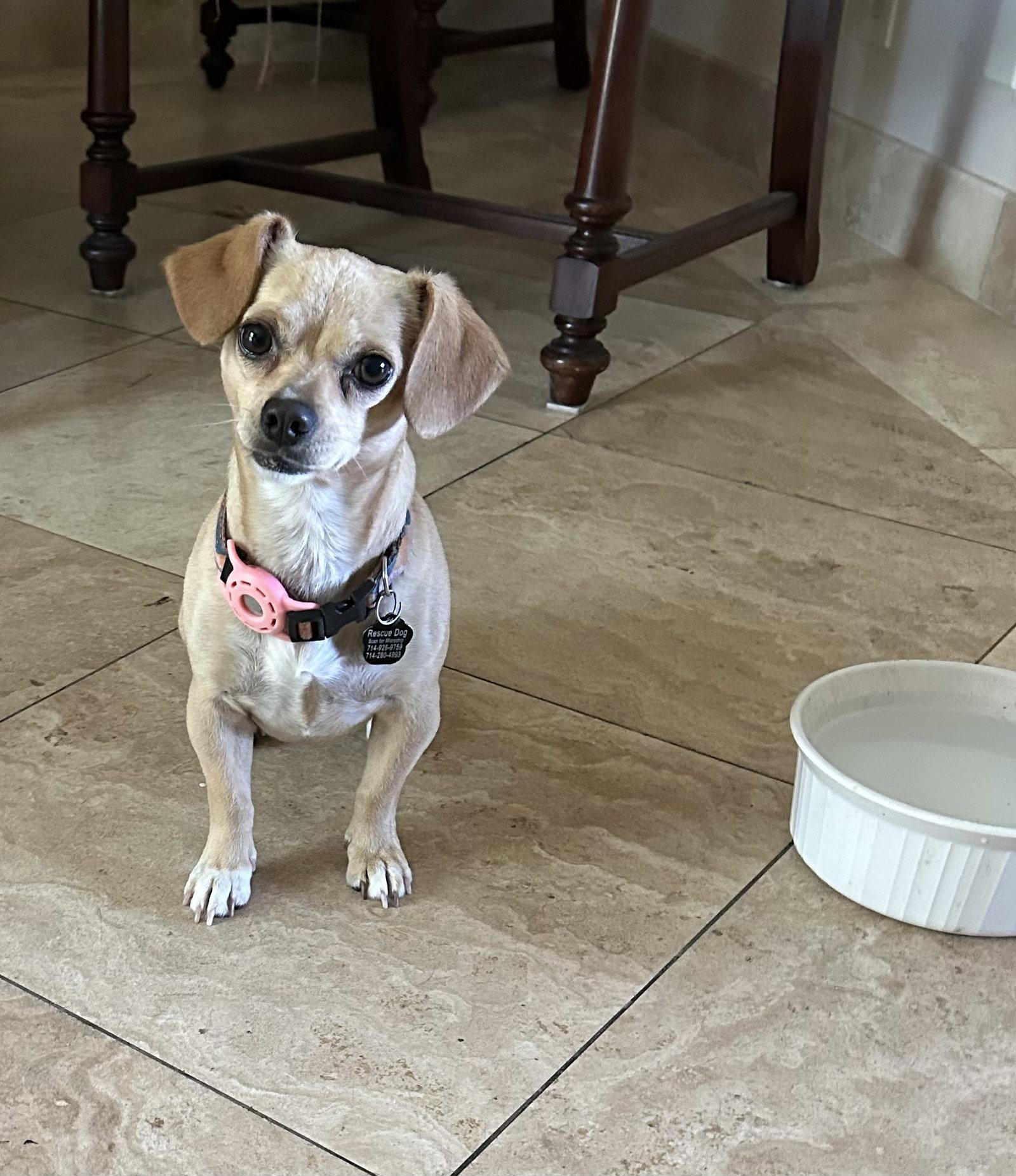 Sammy, Adoptable, Young Female Chihuahua & Dachshund.