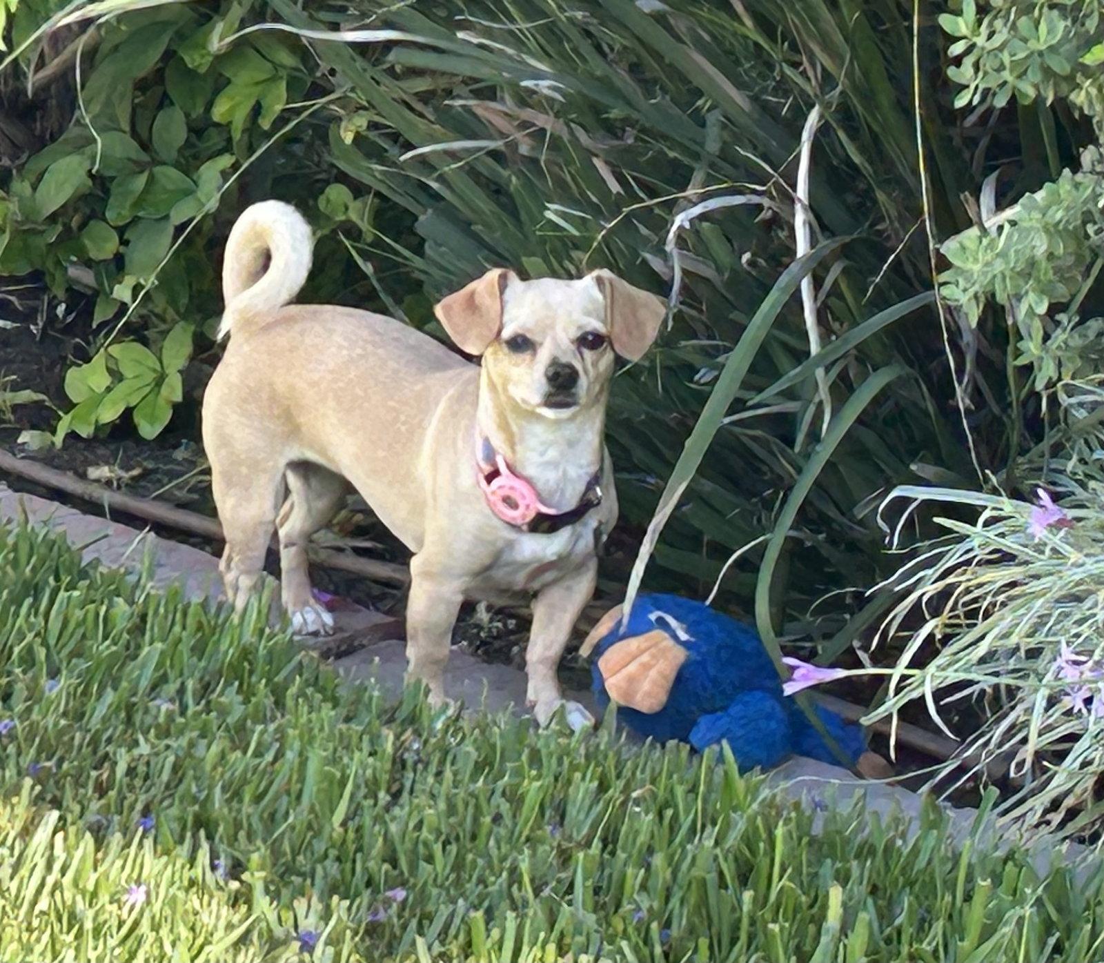 Enlarge Sammy, a Adoptable mixed breed in Orange, CA image 2/3