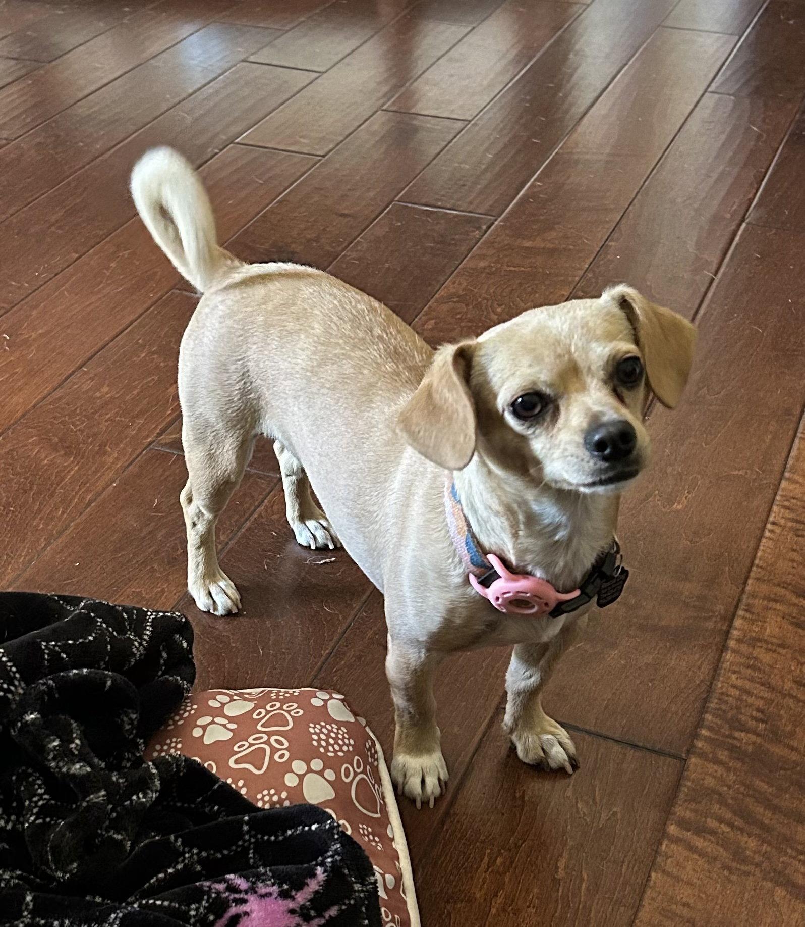 Enlarge Sammy, a Adoptable mixed breed in Orange, CA image 3/3
