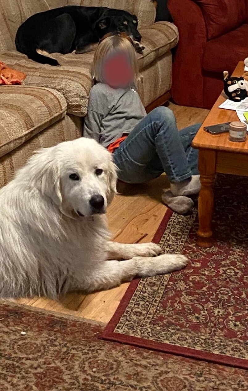 Mishka, a Adopted Great Pyrenees in Talent, OR image 1/9