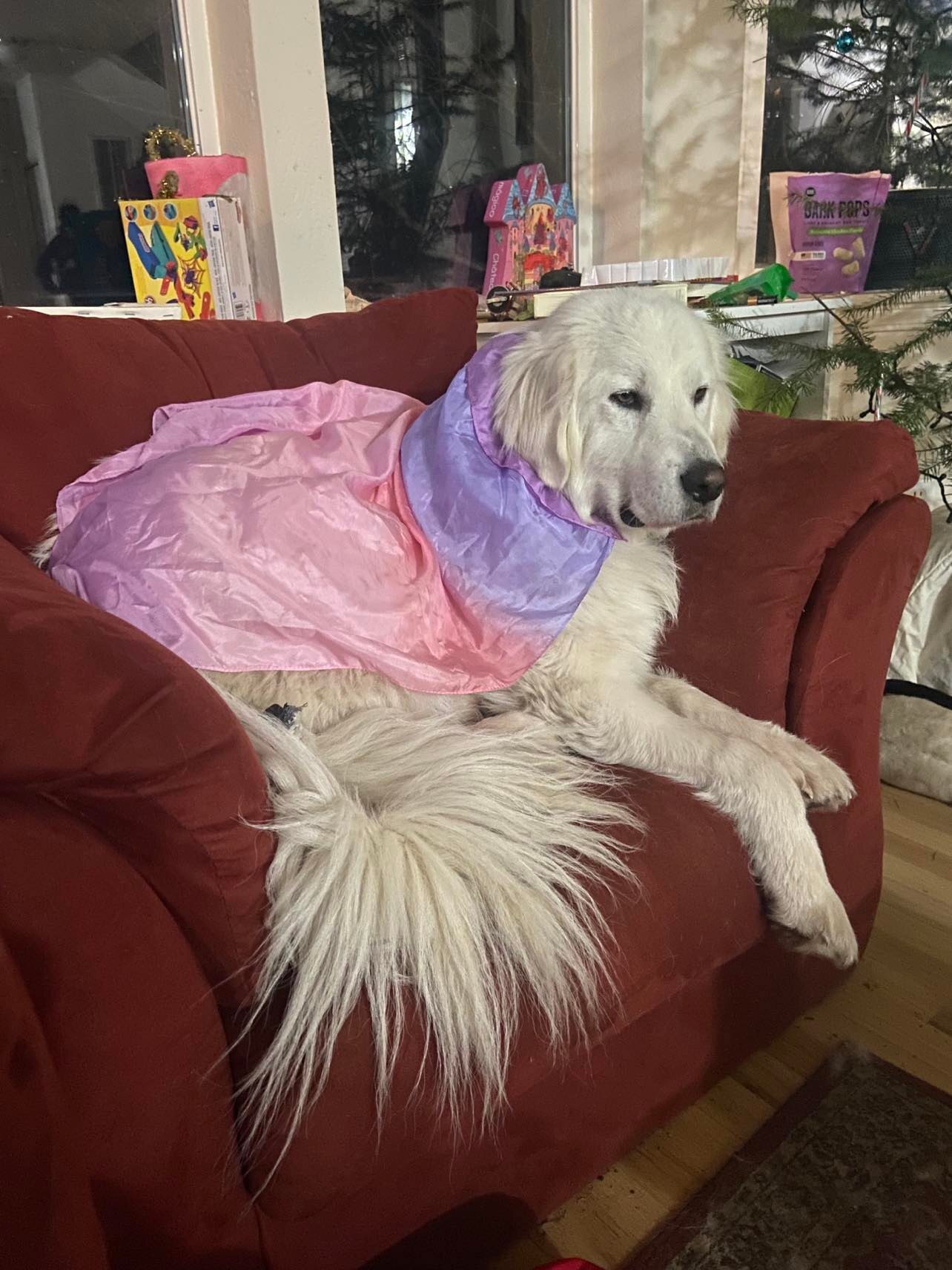 Mishka, a Adopted Great Pyrenees in Talent, OR image 2/9