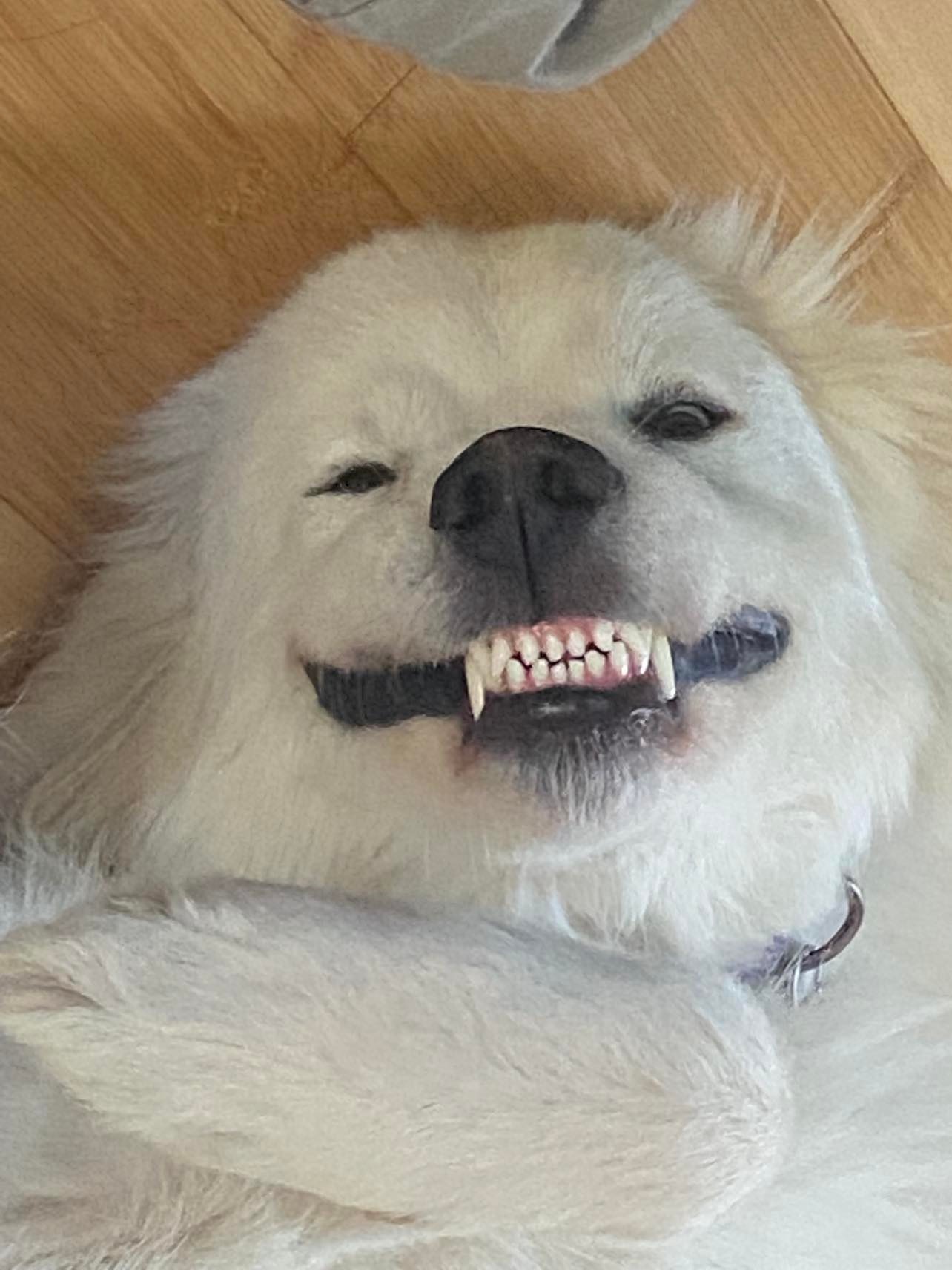 Mishka, a Adopted Great Pyrenees in Talent, OR image 3/9